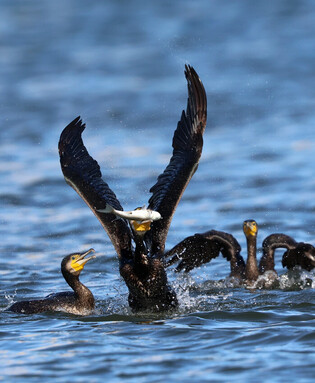 Competition for prey