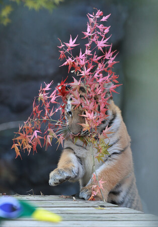 Siberian tiger cub