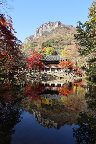 Autumn leaves in S. Korea