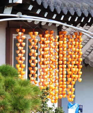 Drying persimmons