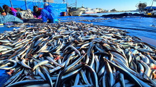 Big haul of sand lance in S. Korea