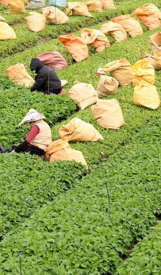 Harvesting edible wild plants