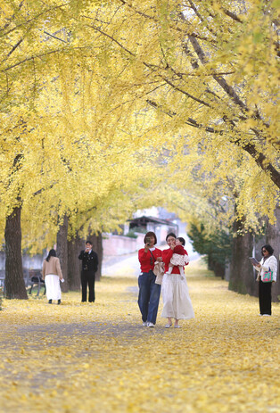 Ginkgo tree in autumn colors