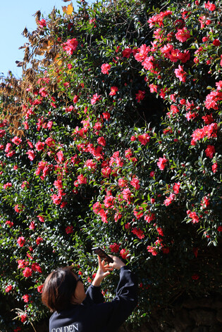Camellia flowers