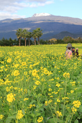 Landscape on Jeju Island