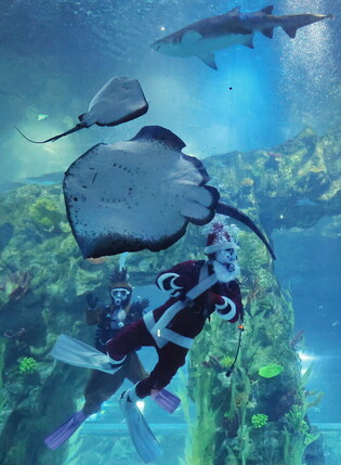 Divers in Christmas costumes put on performance