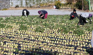 Radish harvesting