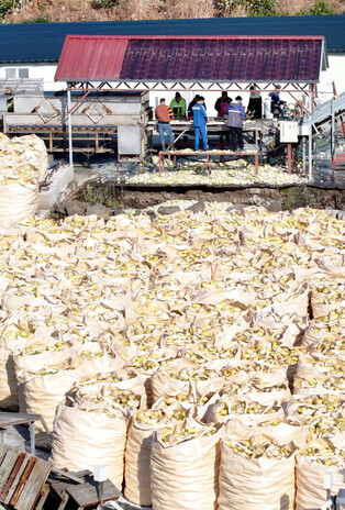Drying strips of radish
