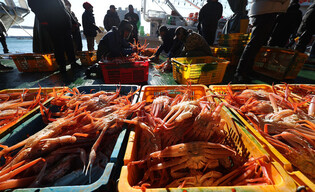 1st queen crab auction at S. Korean port