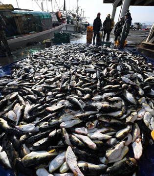 Bumper blowfish catch