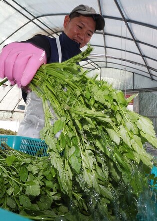 Shipment of dropwort