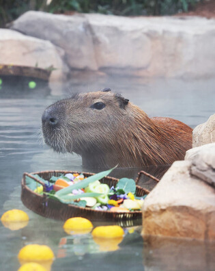Spa for capybara