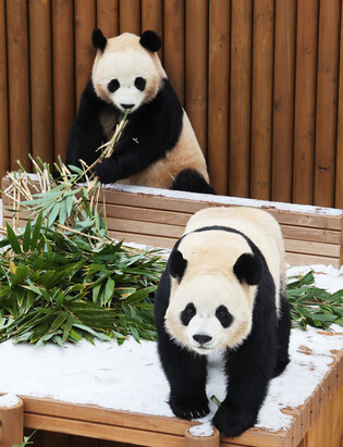 S. Korea-born twin giant pandas