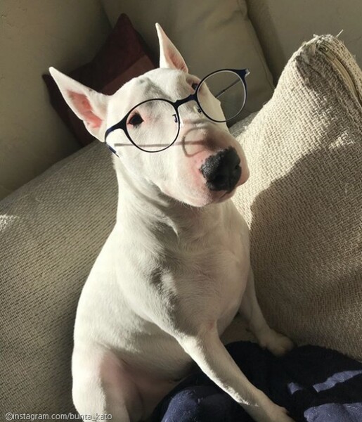 bowwow